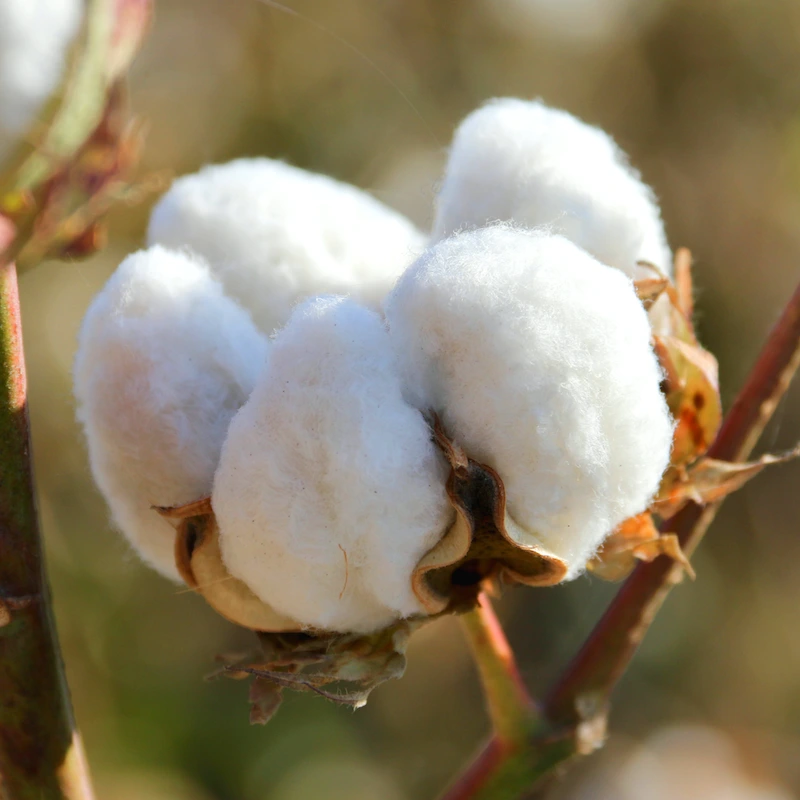 Cotton flowers and thread on a wooden table